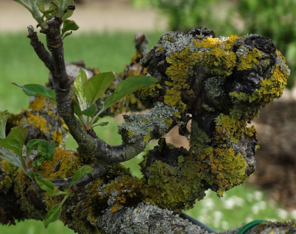 LIchen on an apple tree at Clumber Park Walled Garden