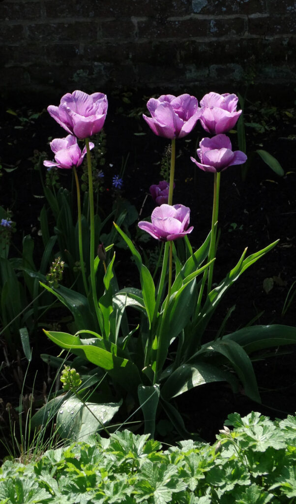 Purple Flowers at Clumber Park Walled Garden