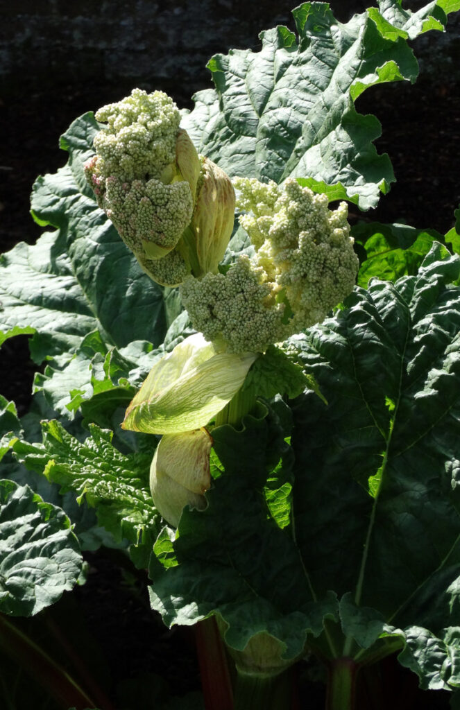 Flowering Rhubarb at Clumber Park Walled Garden