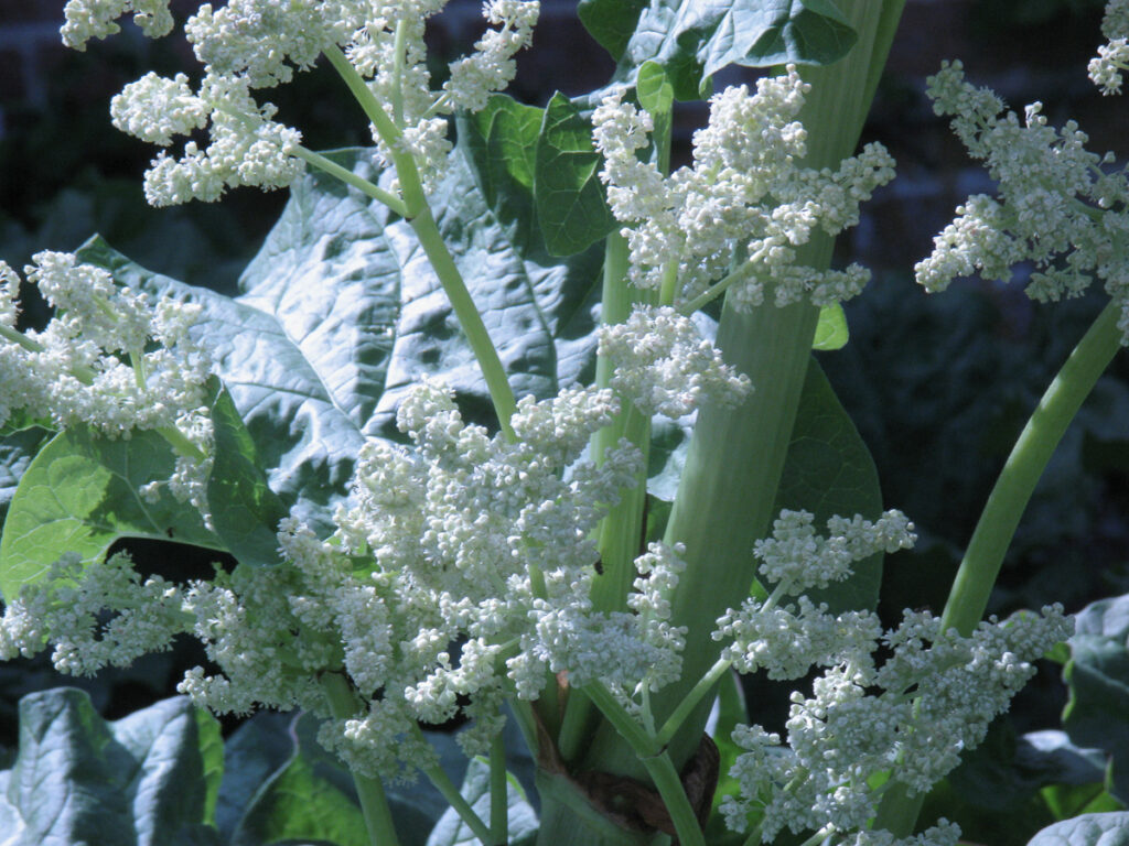 Flowering Rhubarb at Clumber Park Walled Garden