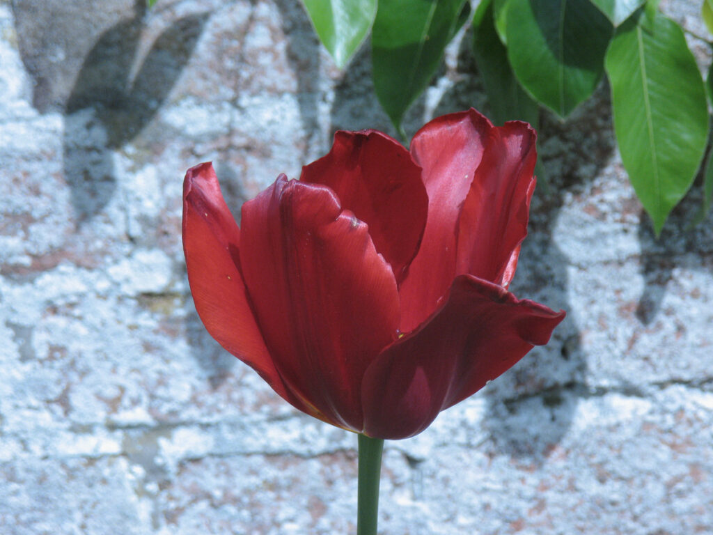 Red Tulip at Clumber Park Walled Garden