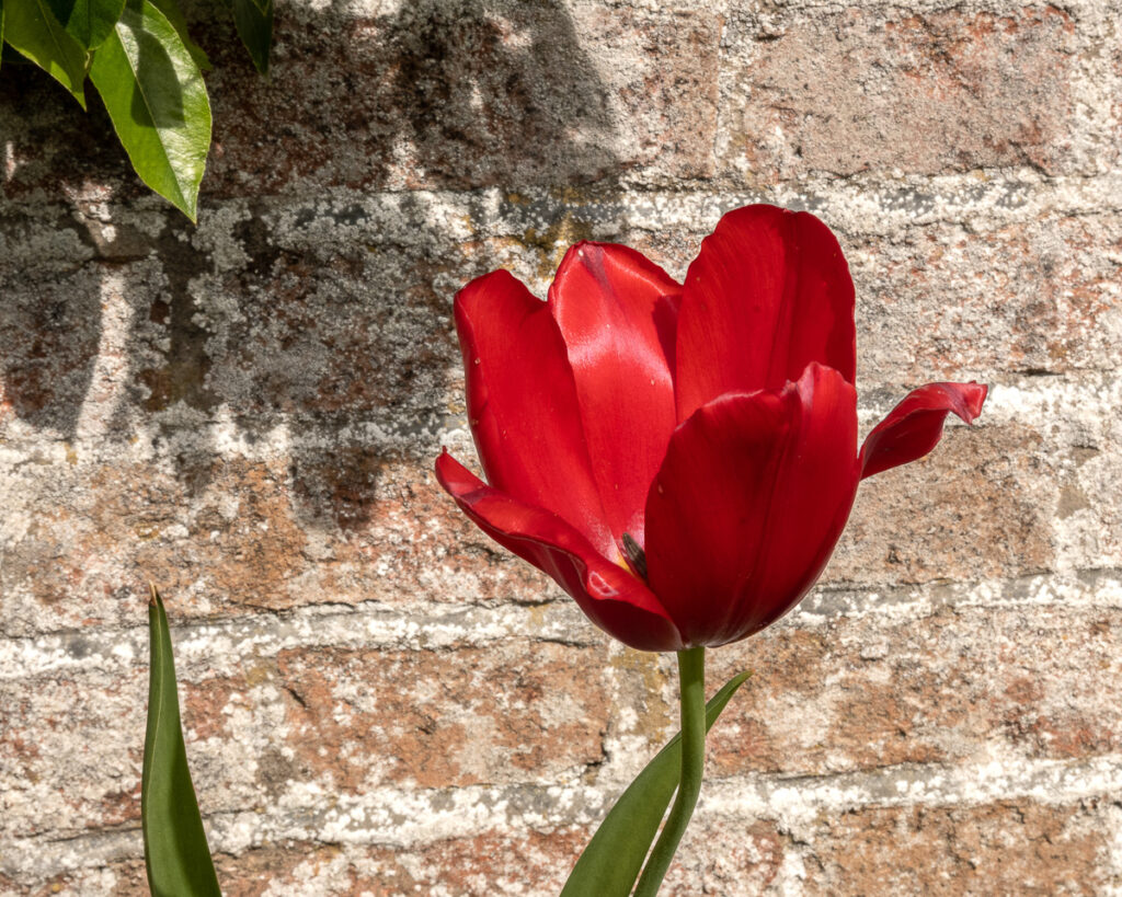 Red Tulip at Clumber Park Walled Garden