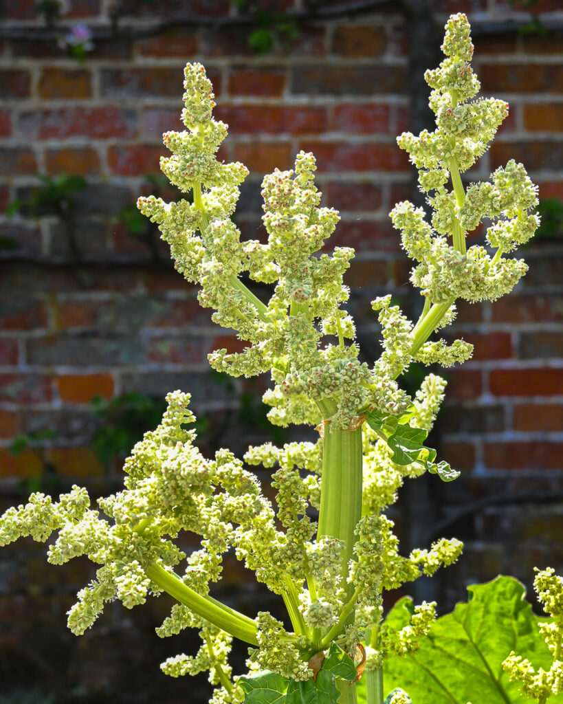 Flowering Rhubarb at Clumber Park Walled Garden