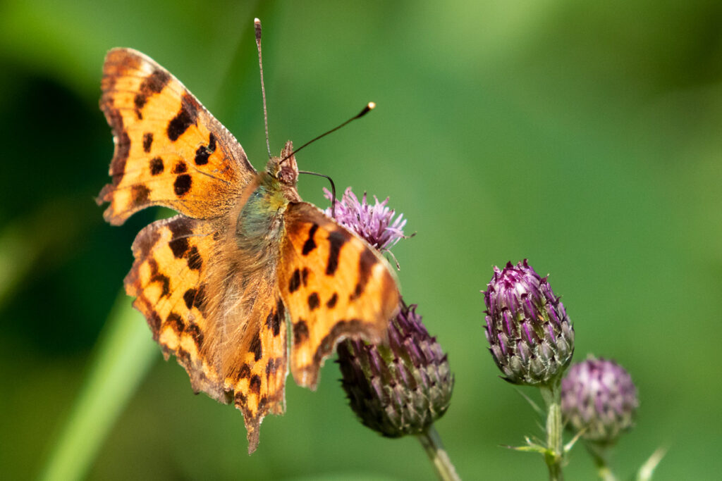 Comma Butterfly