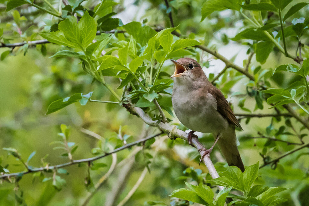 Nightingale singing at Whisby Nature Reserve
