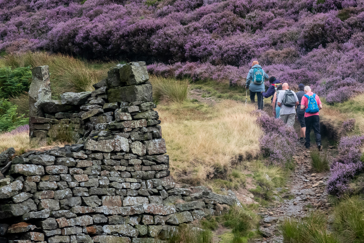 The walking group at climbing through the heather