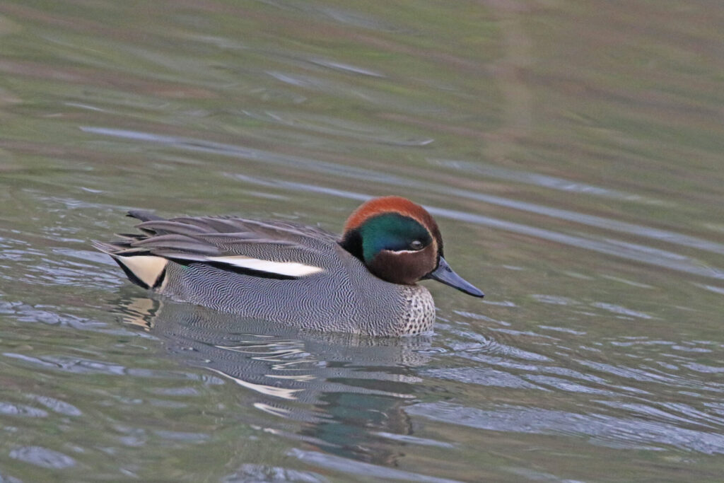 Drake Teal
