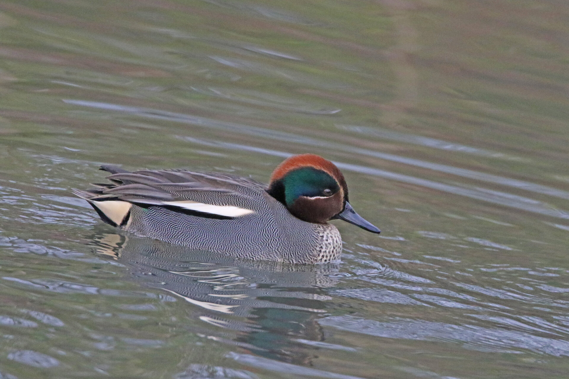 Drake Teal
