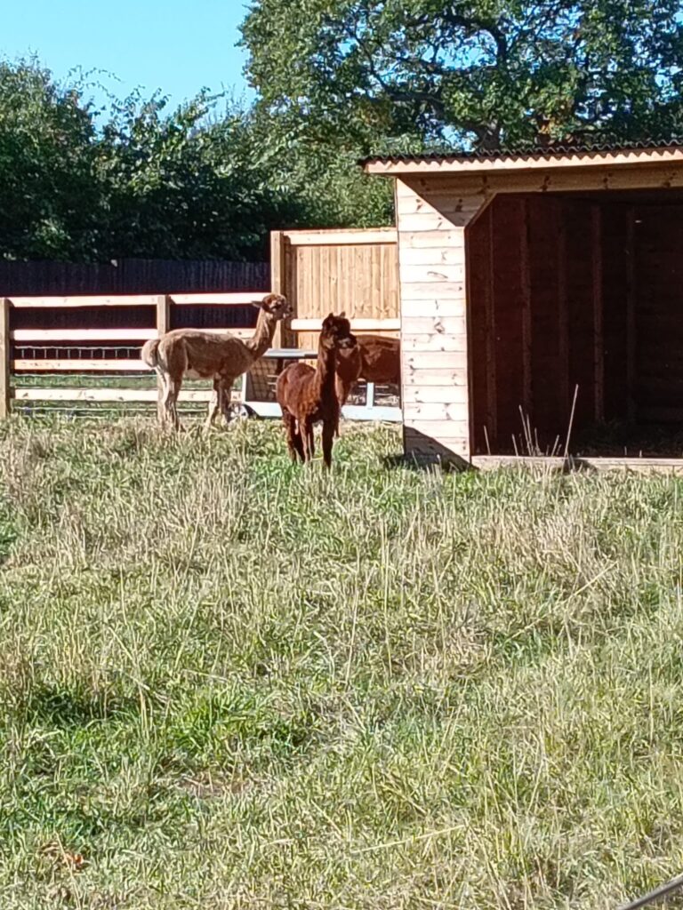 Alpaca in field on the way to Woodsetts
